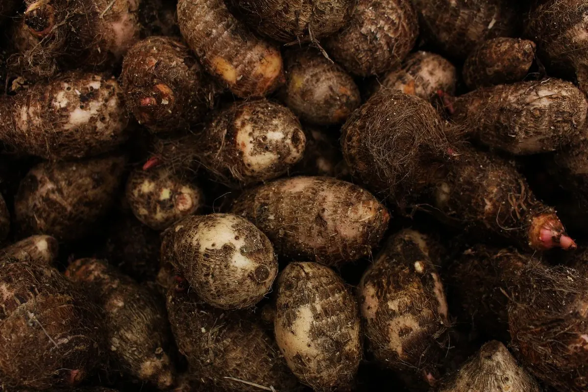 Fresh taro-type corms with soil for sale