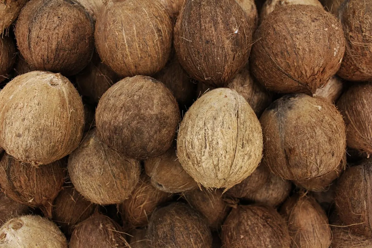 Đống dừa khô đã bóc xơ ngoài, còn nguyên sọ