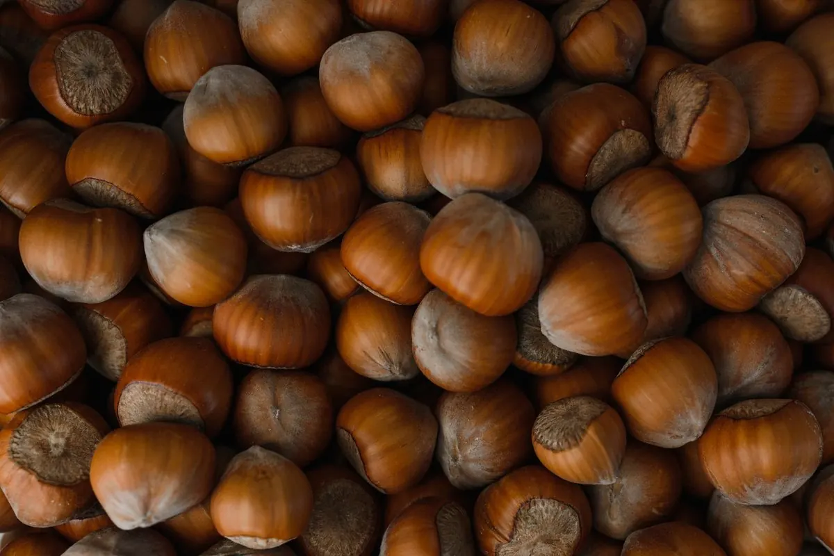Close-up of hazelnuts in the shell