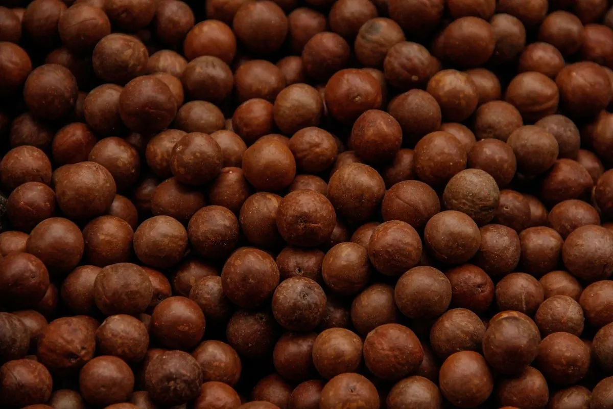 A heap of macadamia nuts in the shell