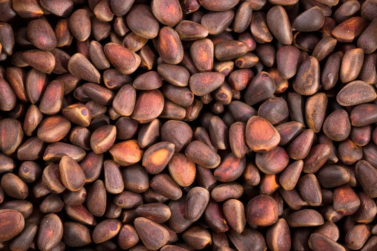 Close-up of brown pine nuts in the shell