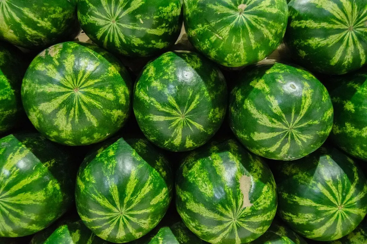 Green-striped watermelons stacked for sale