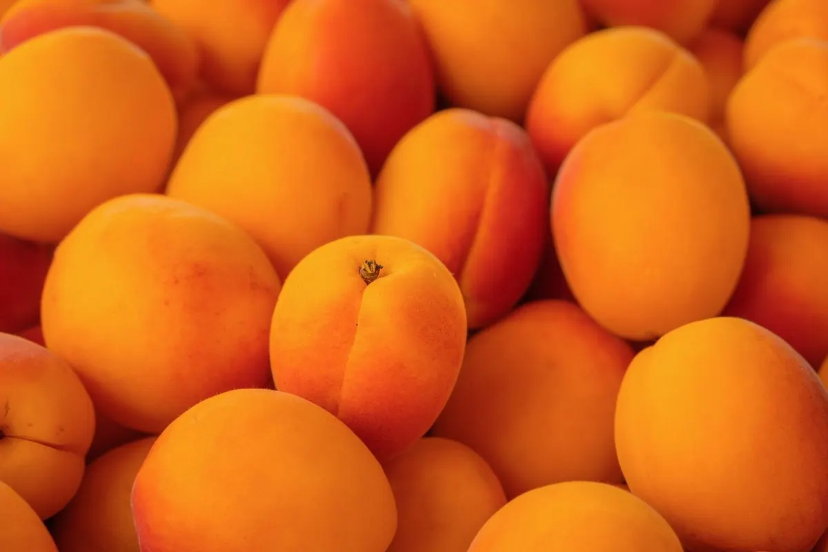 A pile of ripe orange apricots