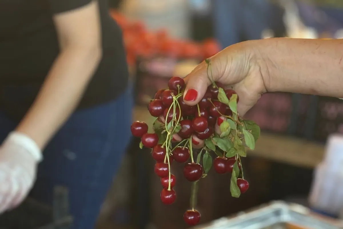 A bunch of morello sour cherries held up at a market