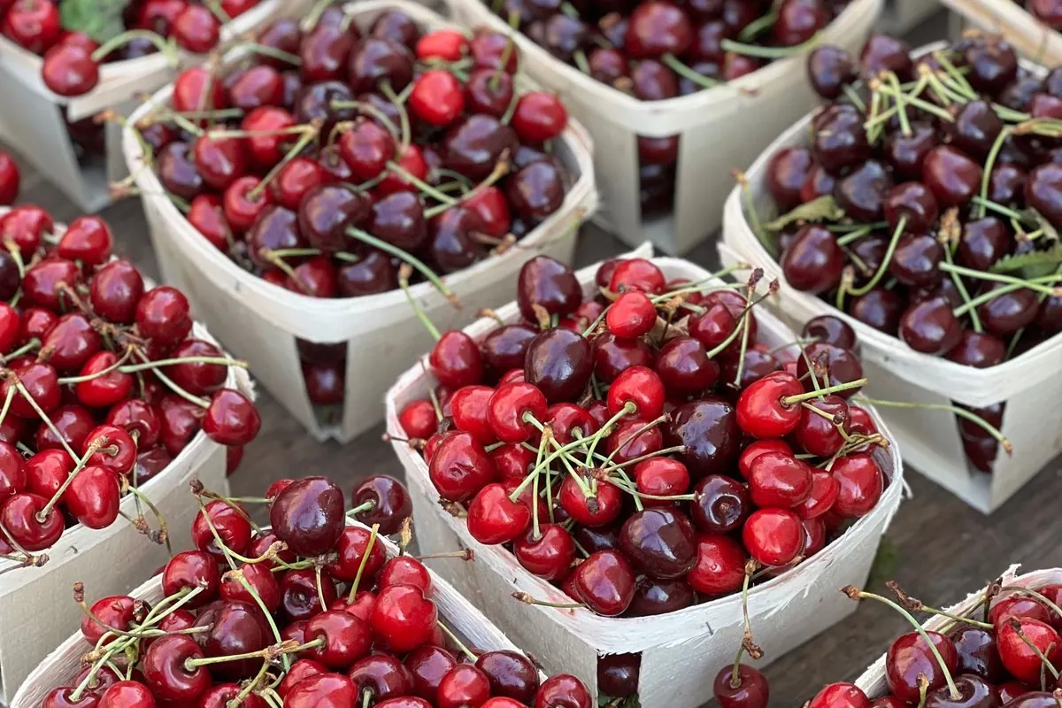 Fresh red cherries in paper baskets at a market stall