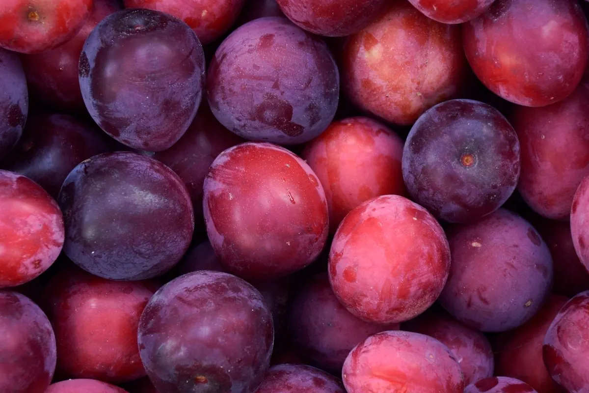 Close-up of a heap of ripe red and purple plums