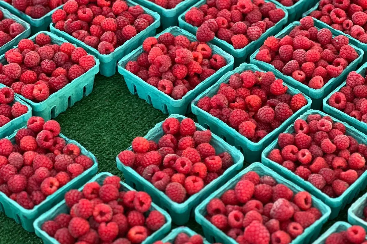 Fresh raspberries in paper baskets at a market