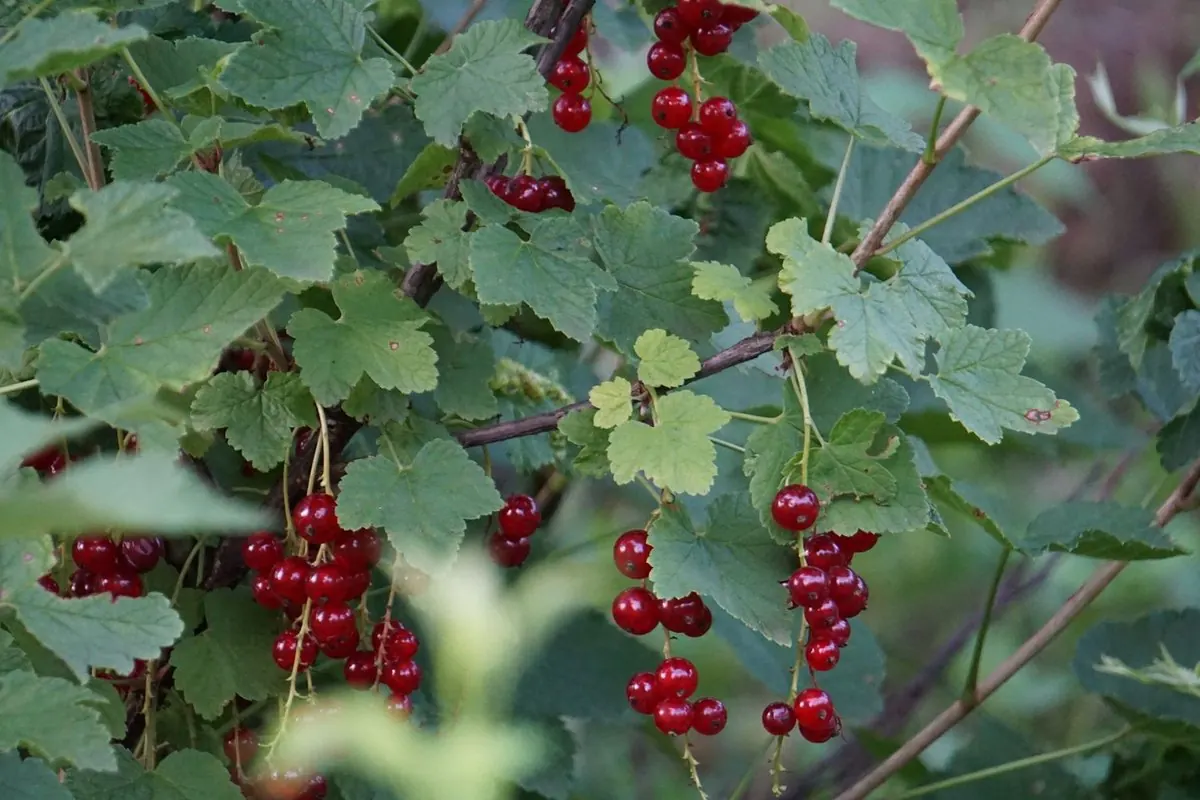 Ripe redcurrant clusters on the bush