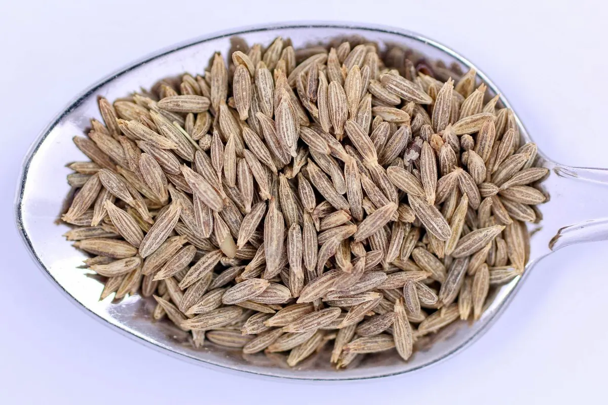 Muỗng inox đầy hạt thì là Ai Cập nguyên hạt