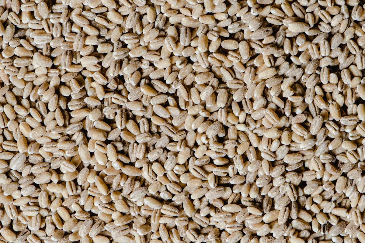 Hulled barley grains filling the frame