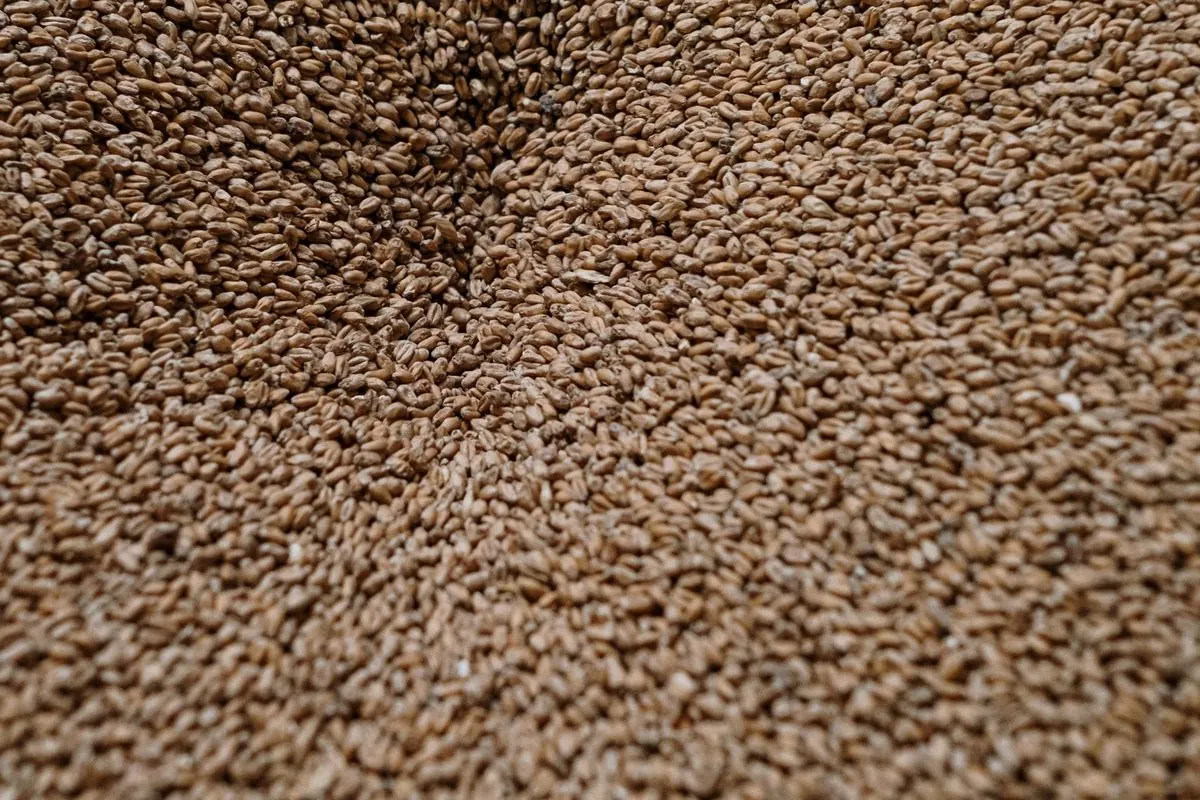 Hạt malt chưa rang chất thành đống lớn