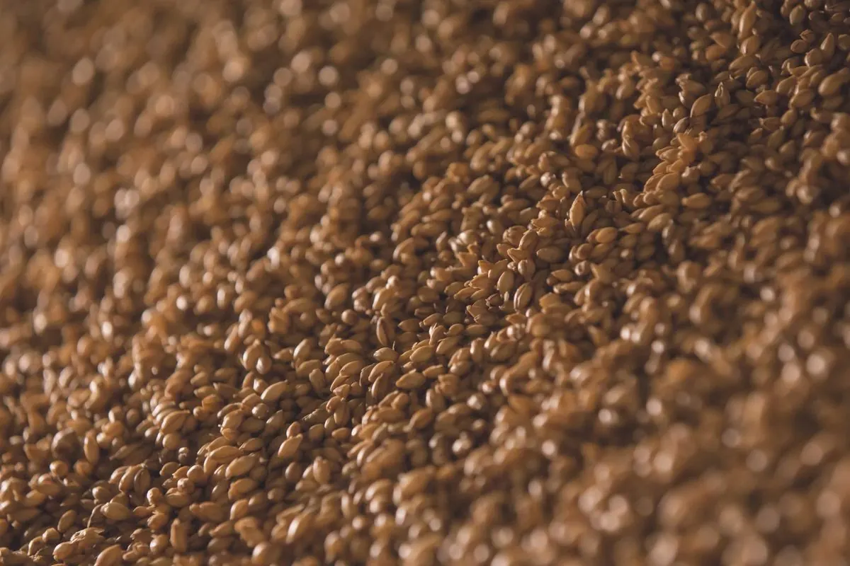 Hạt malt nâu sẫm chất thành đống, chụp cận