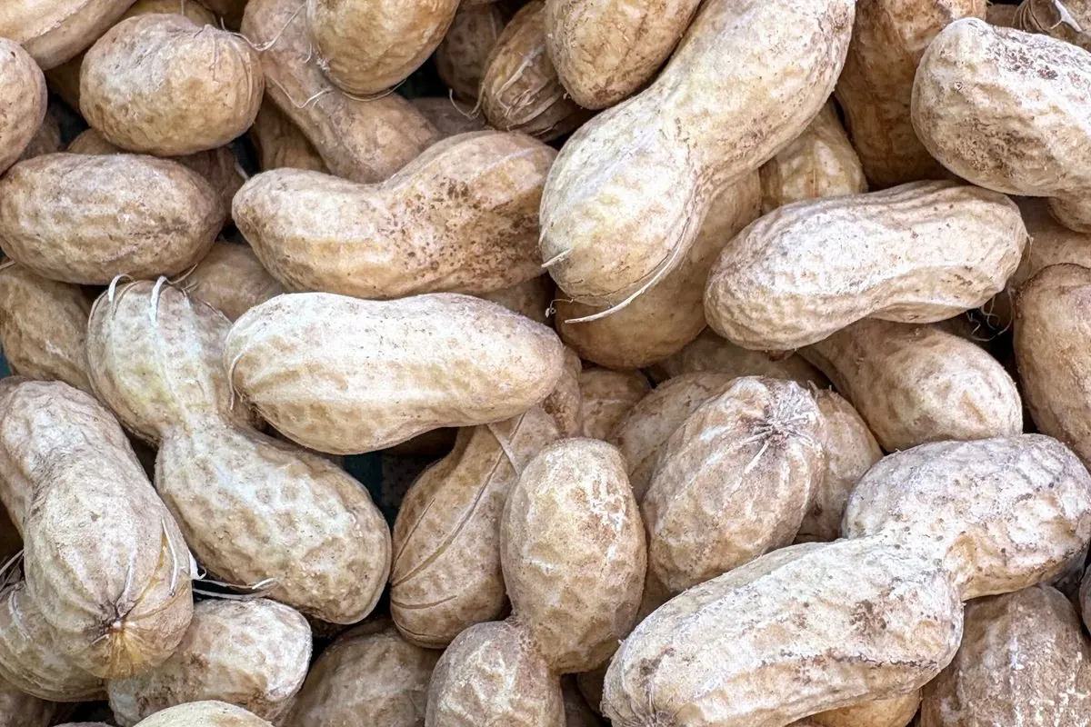 Đống lạc còn vỏ màu be