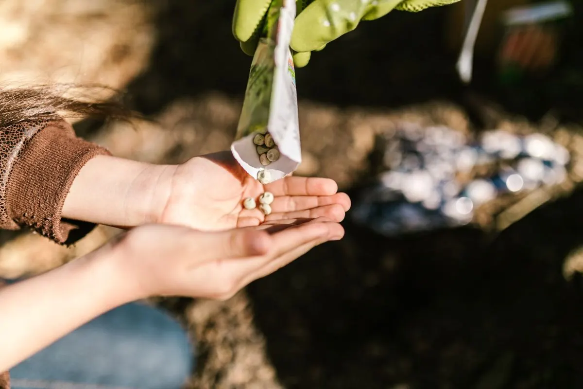 Bàn tay đổ hạt giống nhỏ ra từ gói giống