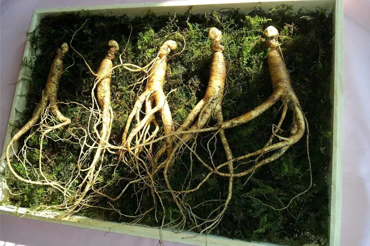 Những củ nhân sâm hoang xếp trên lớp rêu xanh trong hộp
