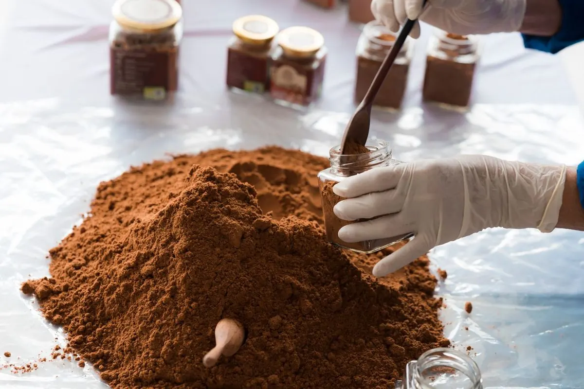 Công nhân đeo găng xúc bột carob nâu vào lọ