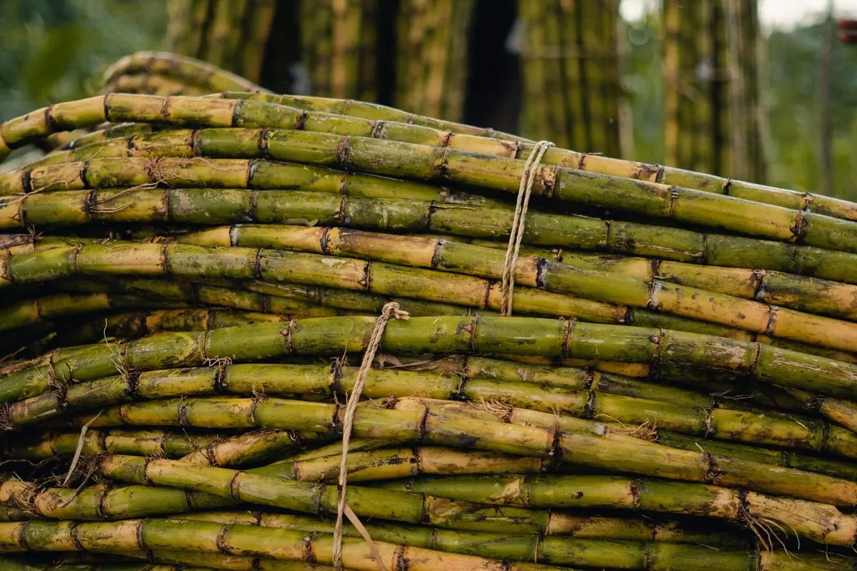Bó thân mía tươi cắt xếp chồng trong ruộng
