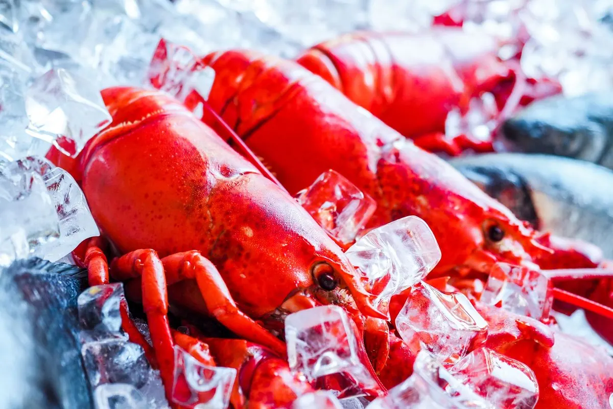Cooked red lobsters chilled on crushed ice