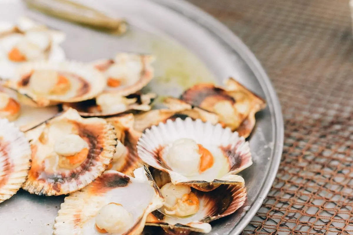 Grilled scallops in their shells on a metal tray