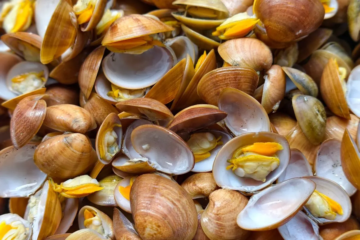 Steamed clams with open shells filling the frame