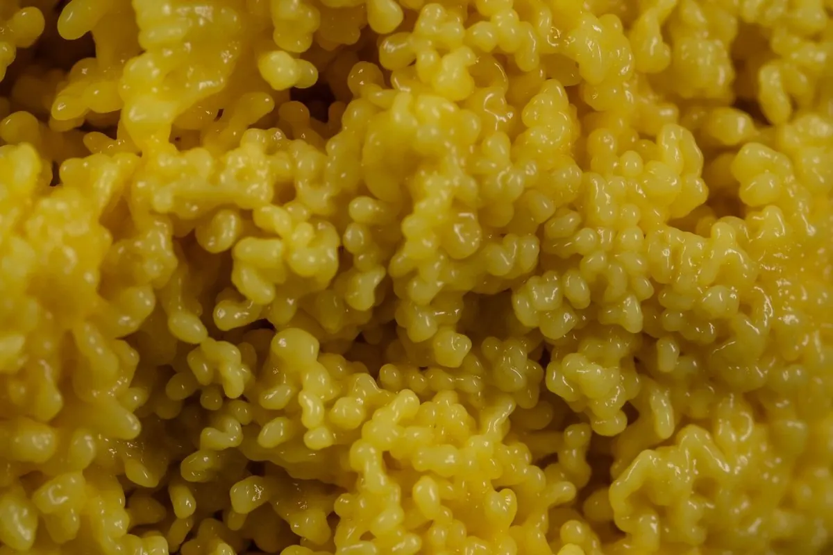 Cận cảnh hạt couscous màu vàng đã nấu chín