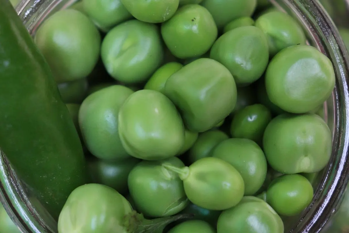 A glass jar full of green peas