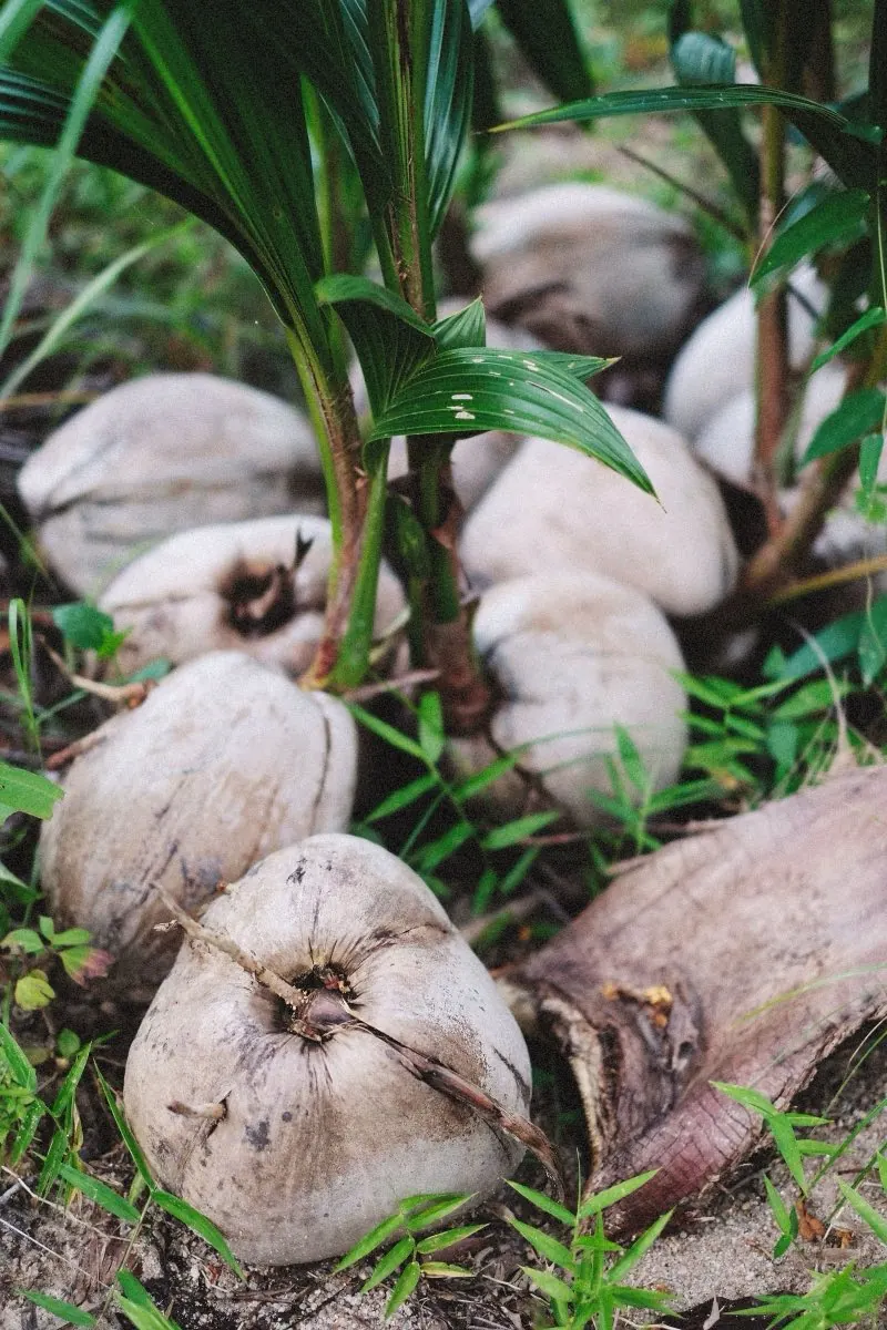 Quả dừa dưới gốc dừa