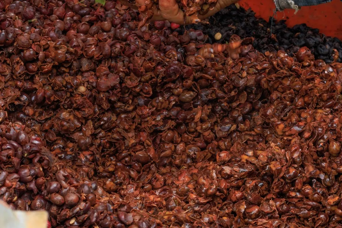 A hand lifting reddish-brown pressed grape pomace from a pile