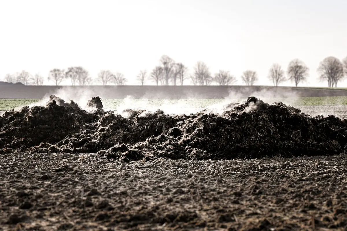Steaming pile of farmyard manure on a ploughed field
