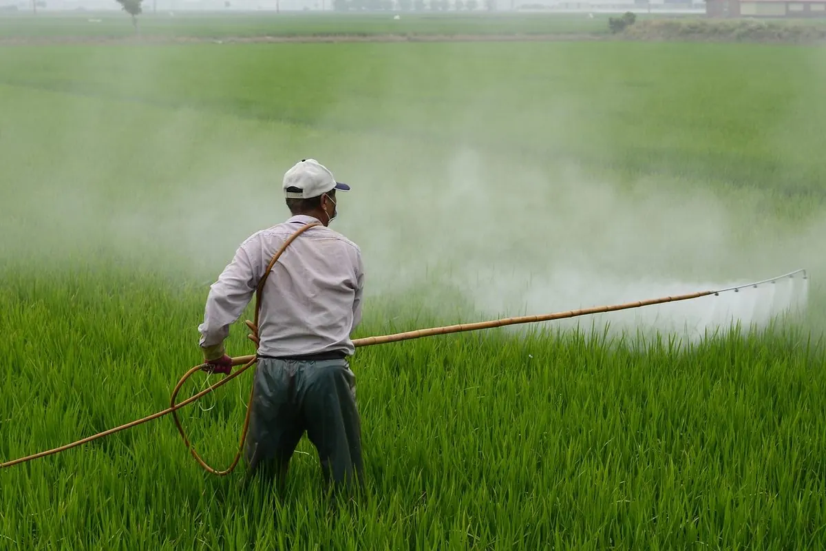 Nông dân phun thuốc trên ruộng lúa xanh