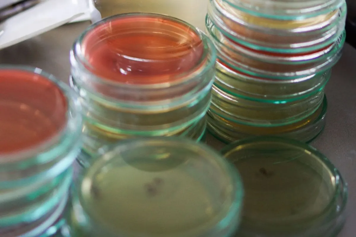 Stacked petri dishes of culture agar and a bottle of medium in a lab