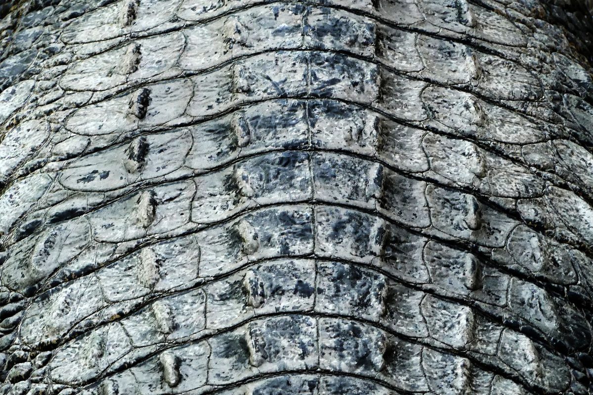 Close-up of crocodile skin with rows of scales