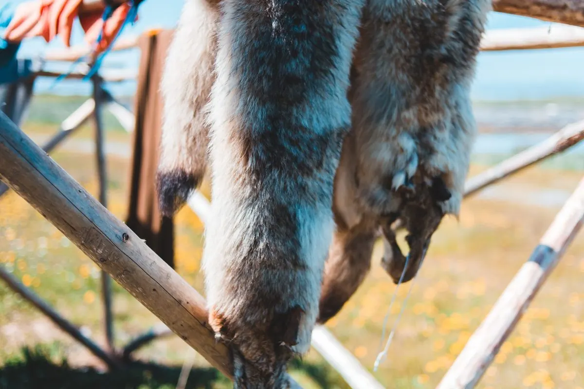 Raw fur pelts drying on a wooden rack outdoors