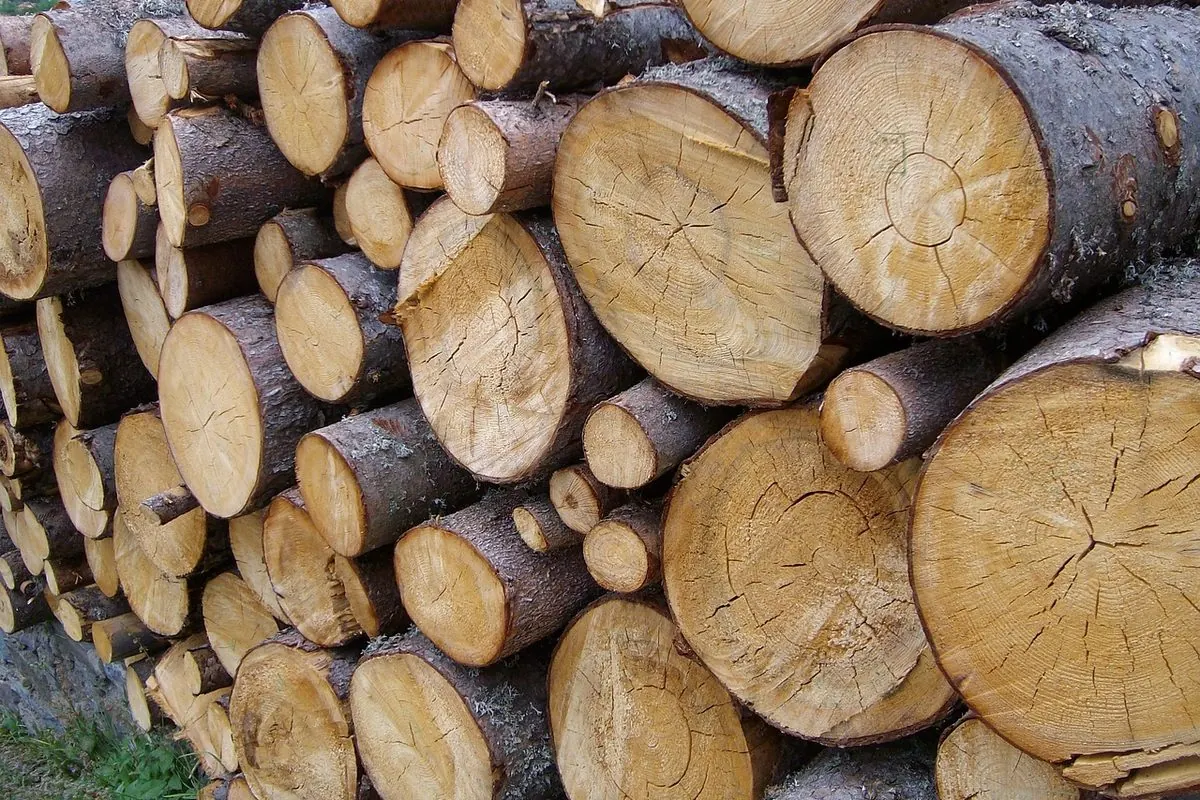 Chồng gỗ tròn mặt cắt lớn xếp sát nhau