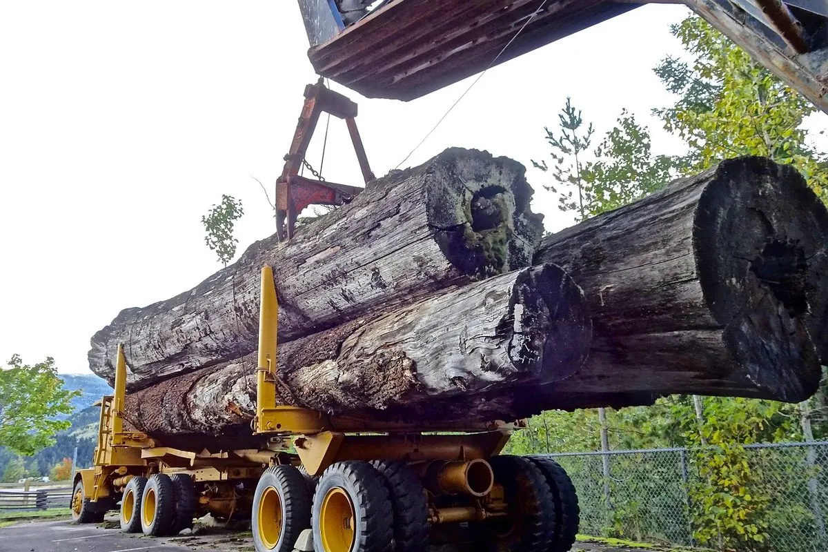 Xe chở những thân gỗ tròn khổng lồ trên rơ moóc