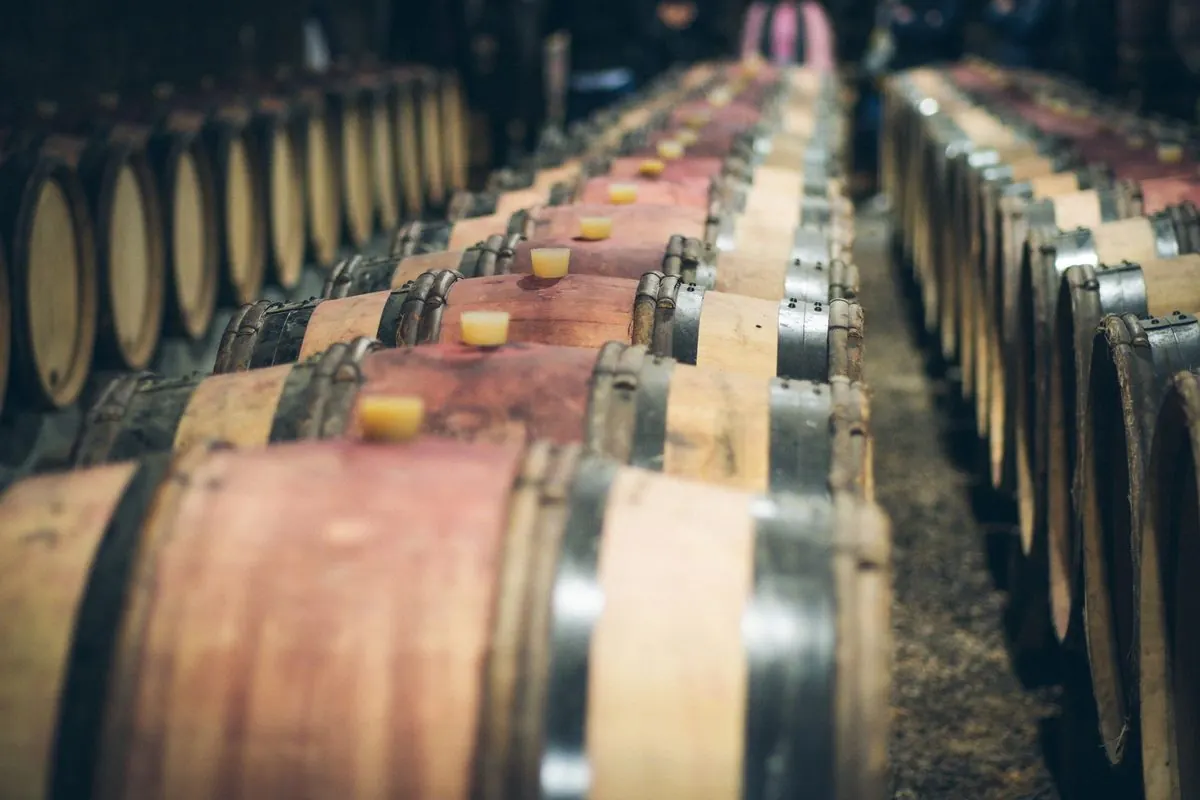 Rows of oak barrels with metal hoops lined up in a wine cellar