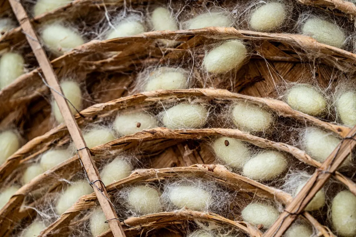 White silkworm cocoons attached to bamboo cocooning frames