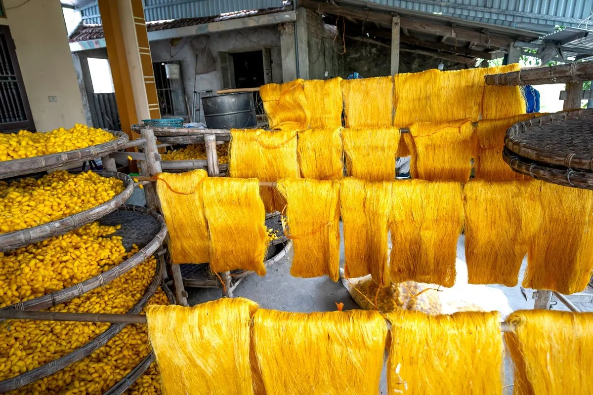 Skeins of yellow raw silk drying on racks beside trays of cocoons