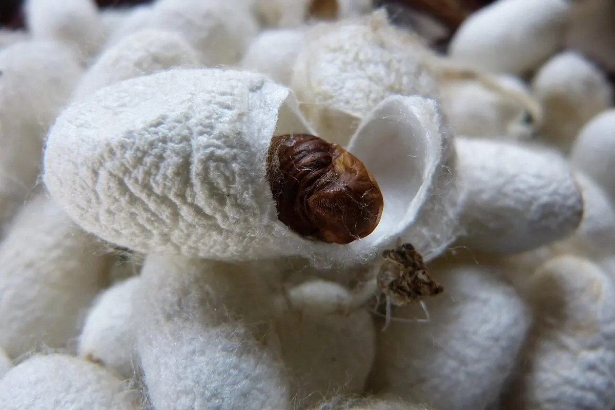 Many white silkworm cocoons, one cut open showing the pupa
