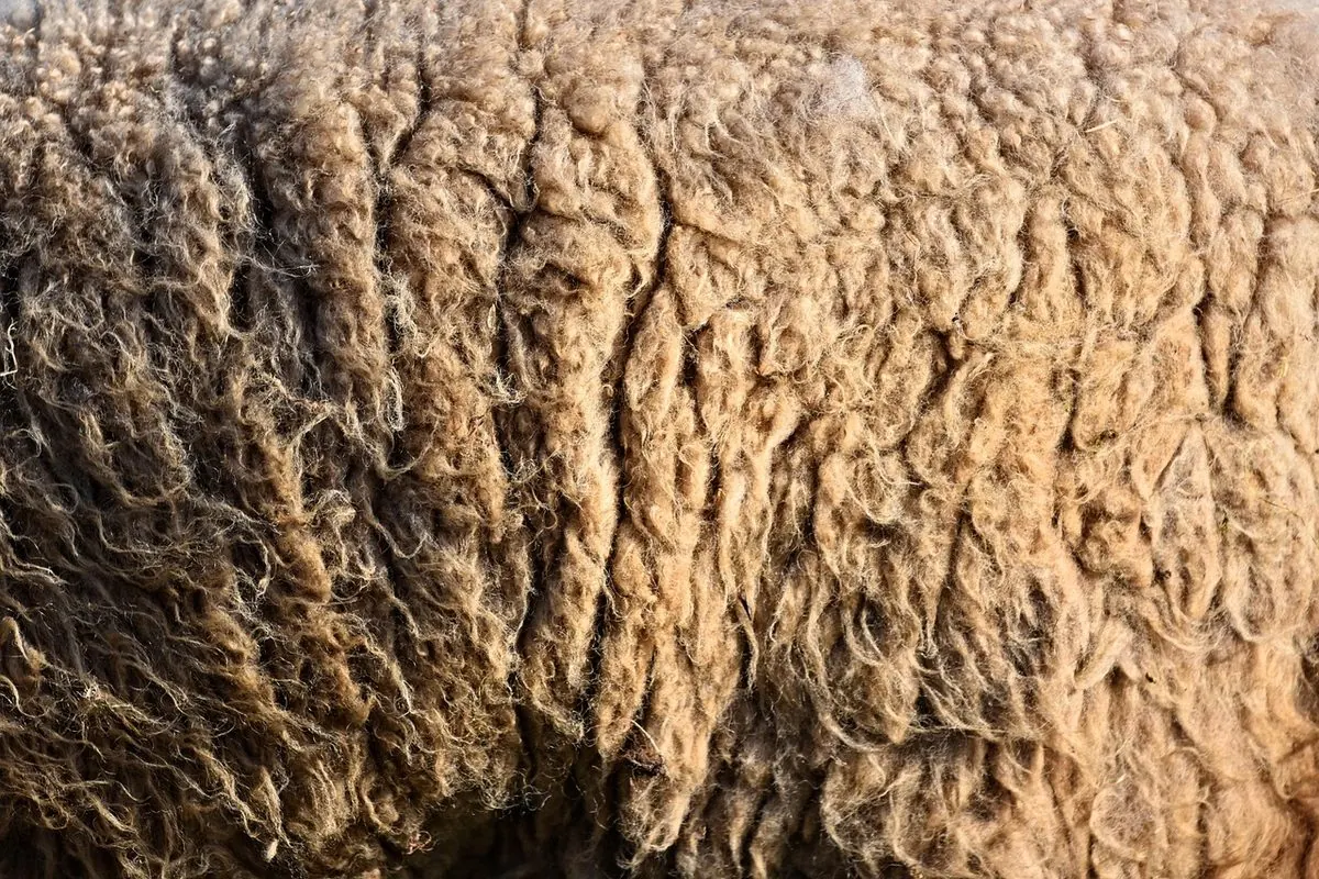 Close-up of unprocessed light brown curly sheep fleece