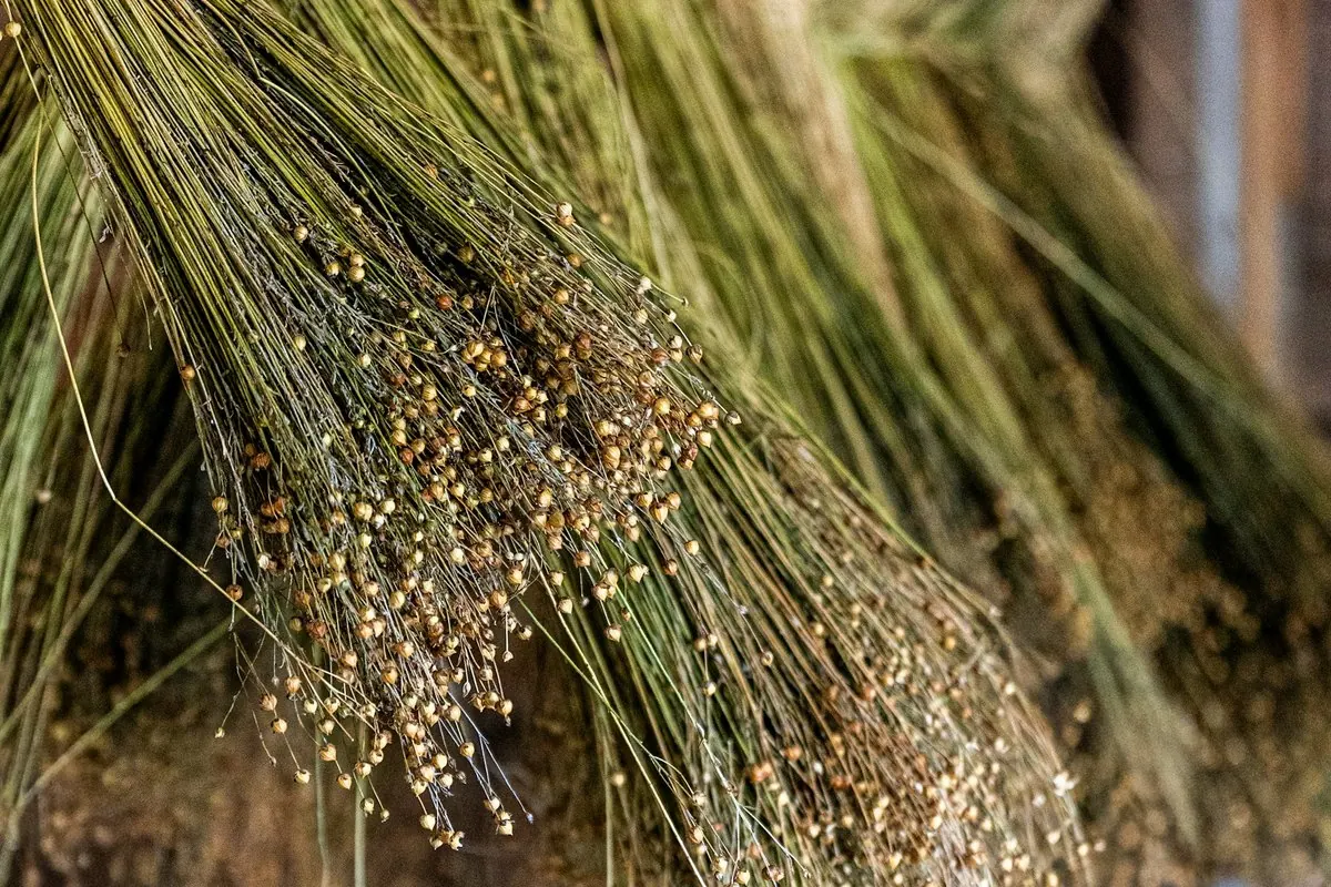 Bundles of dried flax plants with seed bolls hanging in a wooden barn
