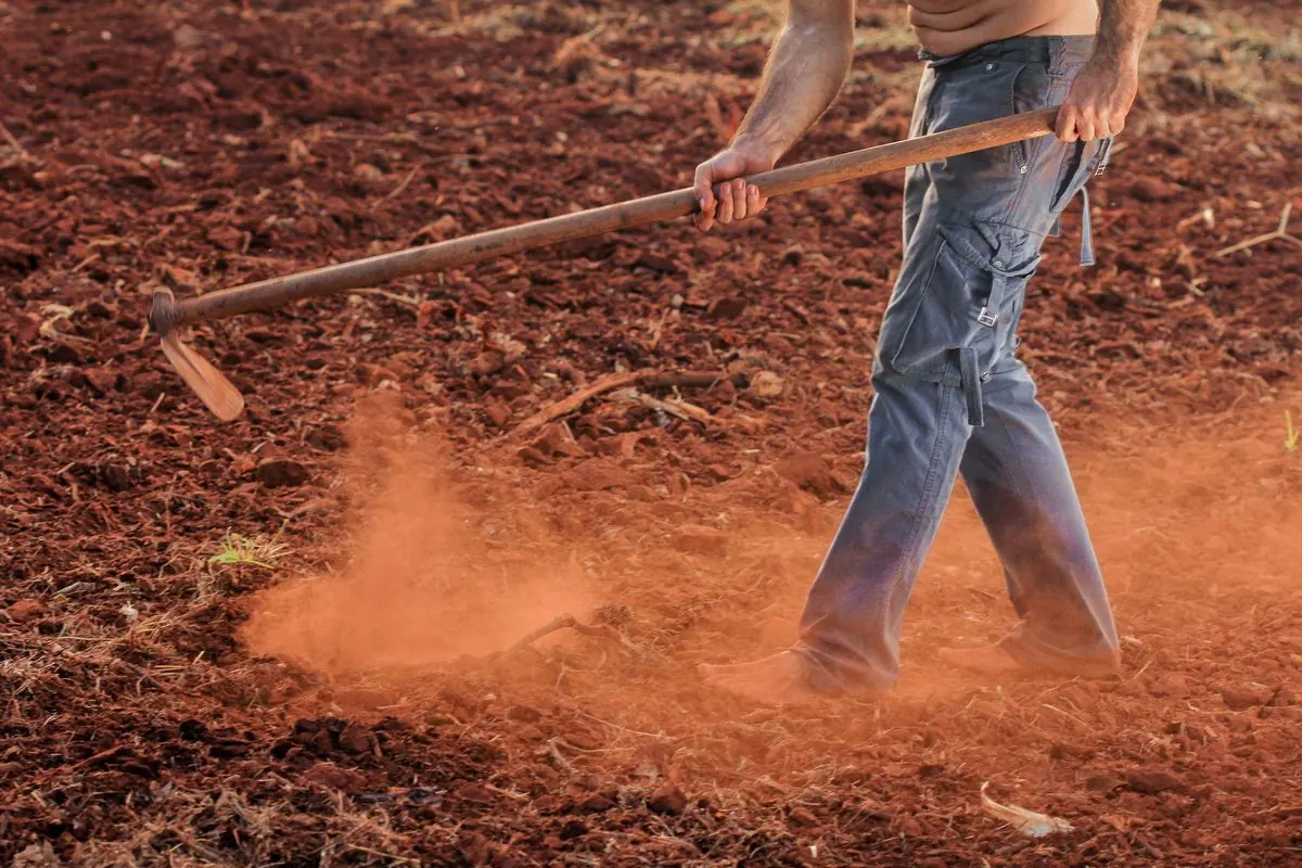 Người cuốc đất đỏ bằng cuốc cán dài