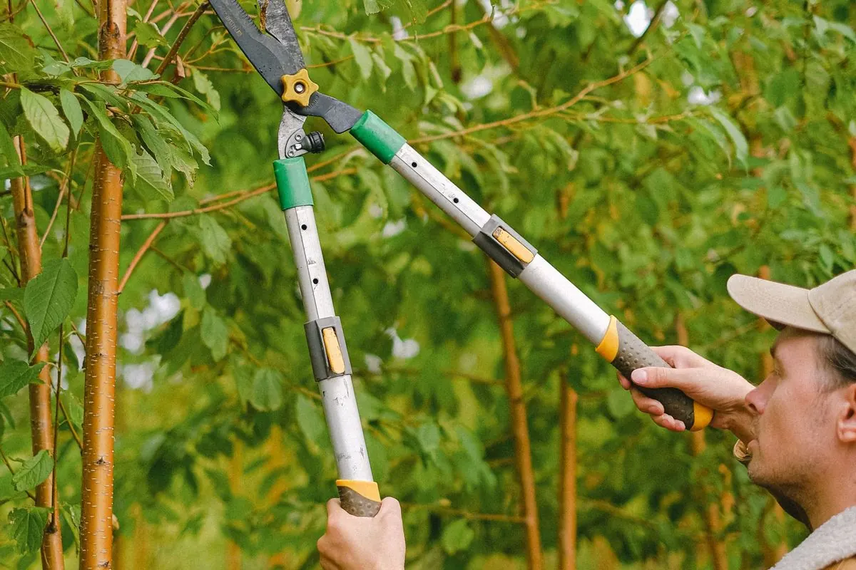 Người dùng kéo cắt cành cán dài tỉa cây