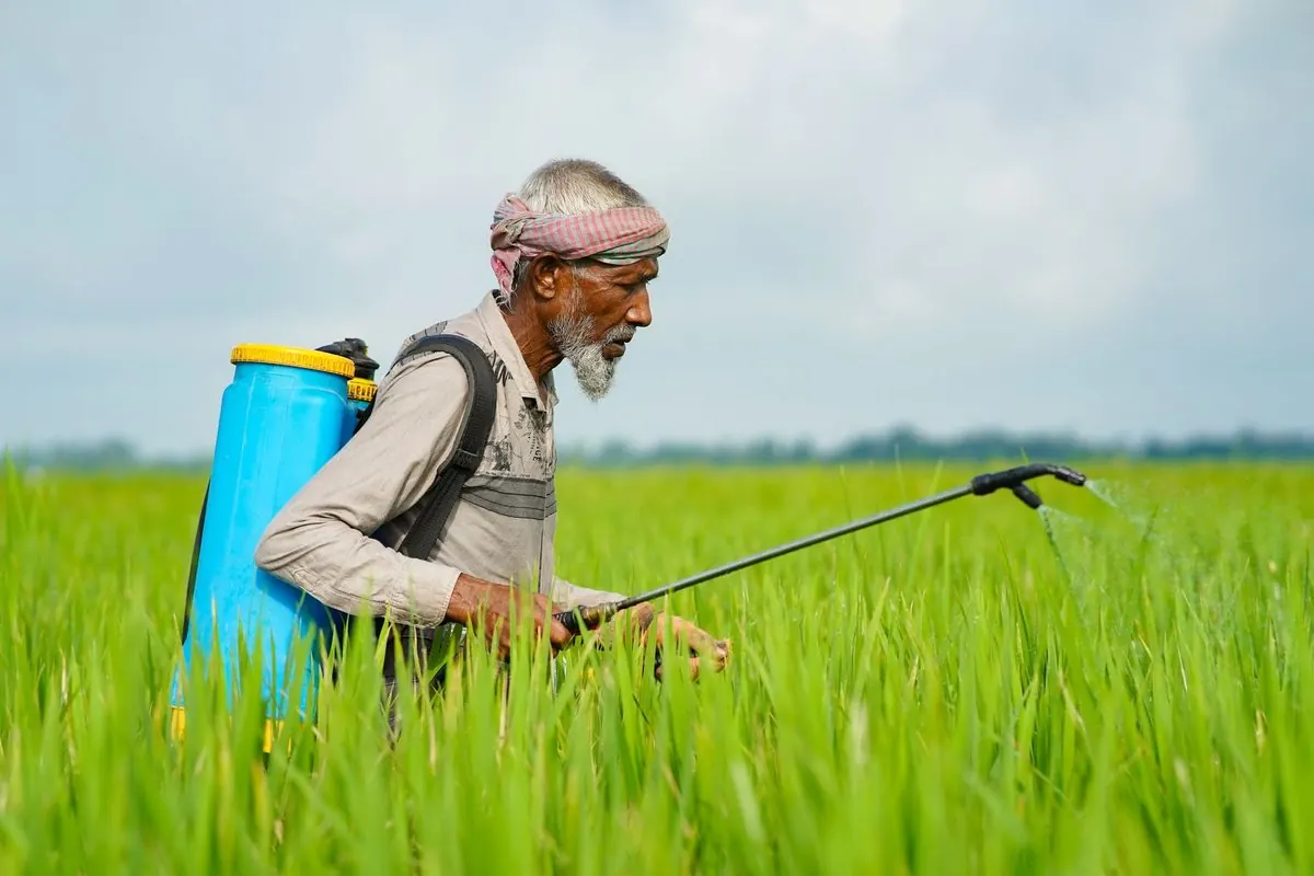 Farmer with a backpack sprayer in a rice field
