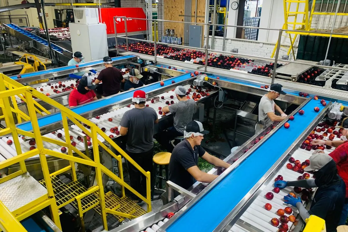 Apple sorting conveyor line in a packing plant