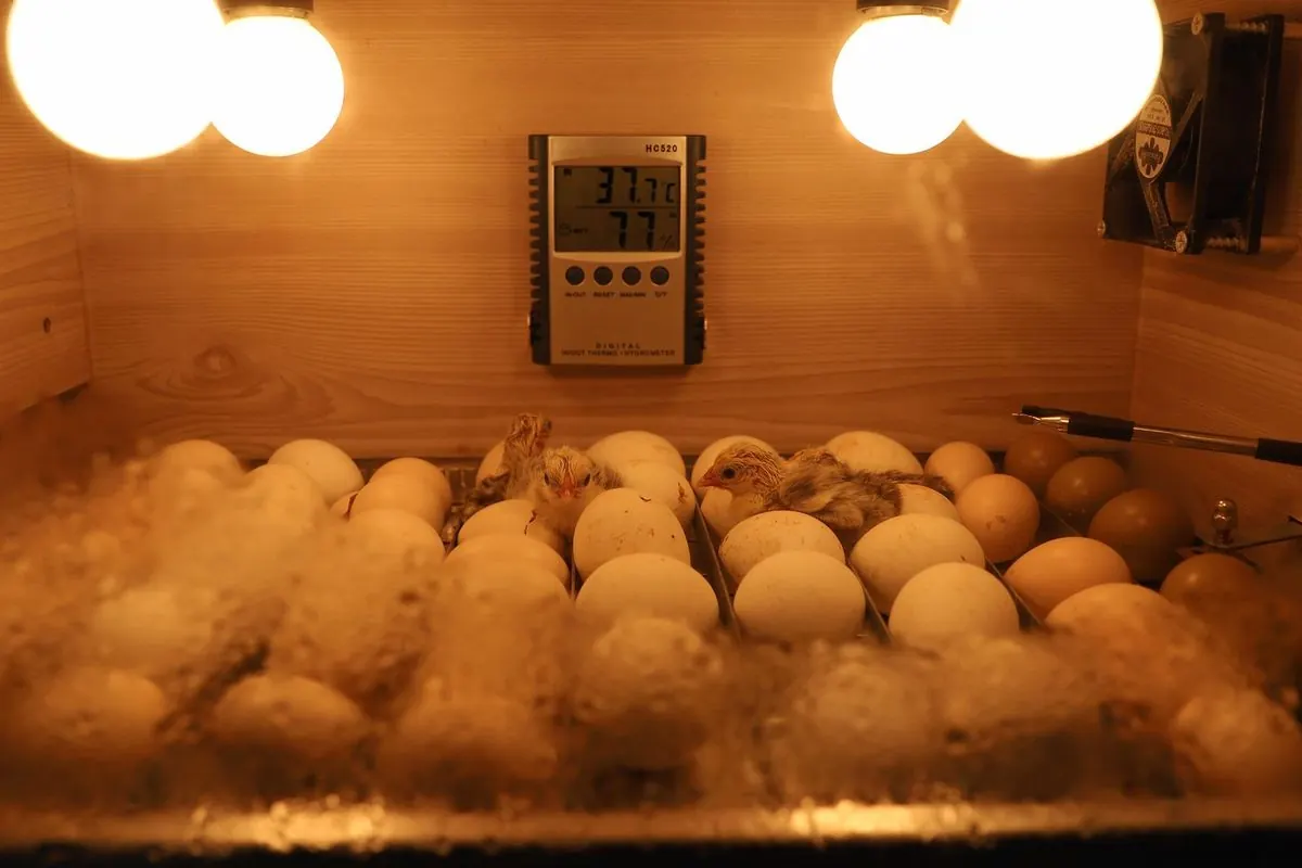 Egg incubator with heat lamps and thermometer