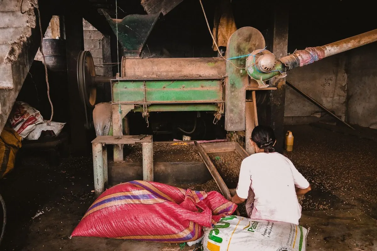 Green grain milling machine with a person sitting beside sacks of grain