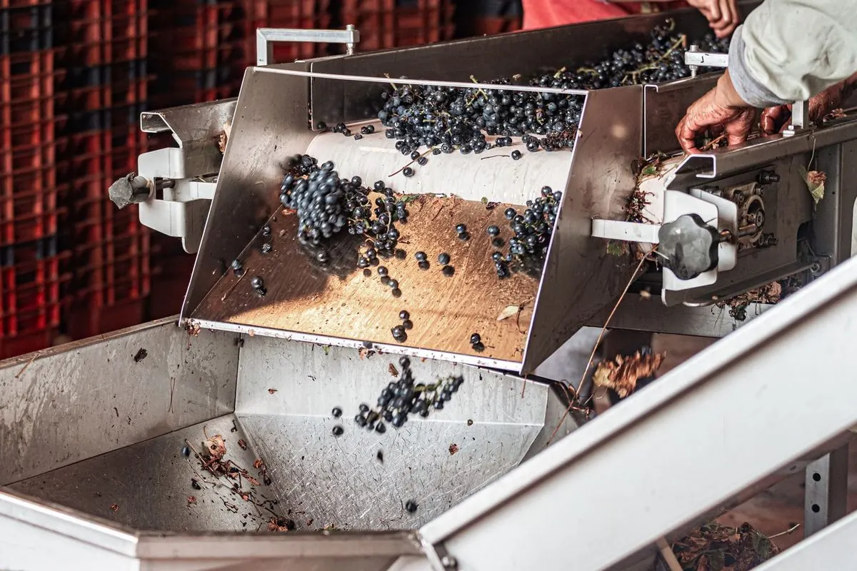Grapes falling through a sorting machine
