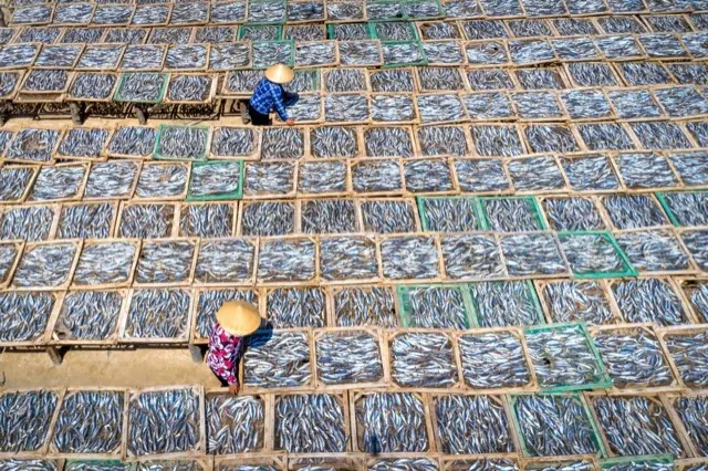 Hai người đội nón lá xếp cá lên giàn phơi, chụp từ trên cao