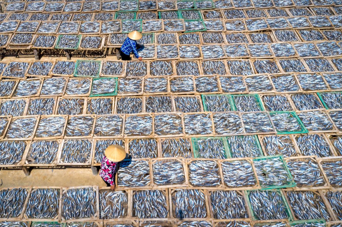 Hai người đội nón lá xếp cá lên giàn phơi, chụp từ trên cao